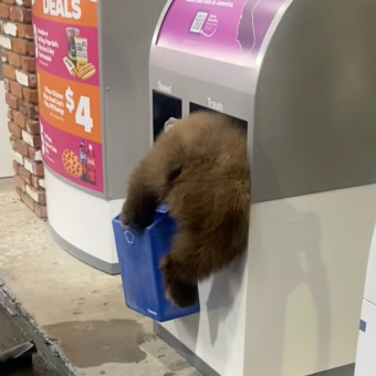 Man Stops for Gas — And Finds Plump and Furry Butt Sticking Out of Trash Can