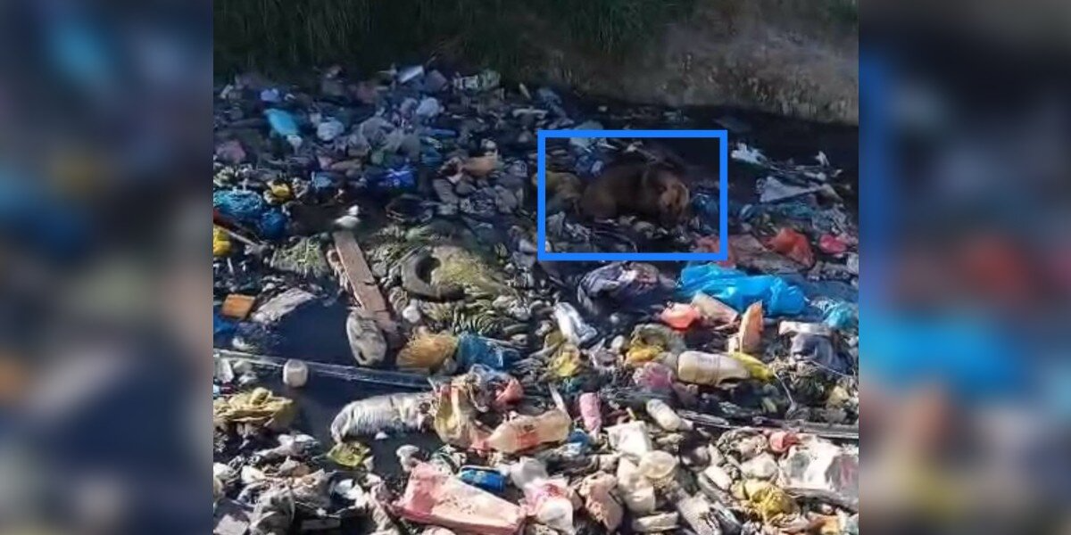 Flight Attendant Spots Movement in a River of Trash — And Realizes a Dog Is Fighting to Survive