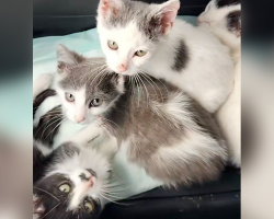Litter Of ‘Ordinary’ Rescue Kittens Turns Out To Be Hiding The Sweetest Secret