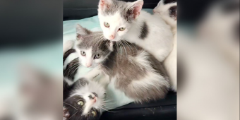 Litter Of ‘Ordinary’ Rescue Kittens Turns Out To Be Hiding The Sweetest Secret