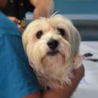 Dog Allergy Shots Explained: What Works, What Doesn’t & What You Should Know