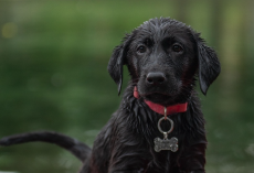 Top 5 Puppy Collars (Plus the Best ID Tag) To Keep Your New Pup Safe