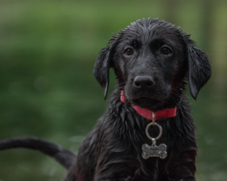 Top 5 Puppy Collars (Plus the Best ID Tag) To Keep Your New Pup Safe