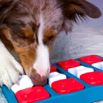 Top Puzzle Toys to Challenge, Entertain & Calm Your Dog