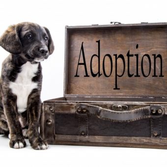 The Complete Guide to Adopting a Dog
