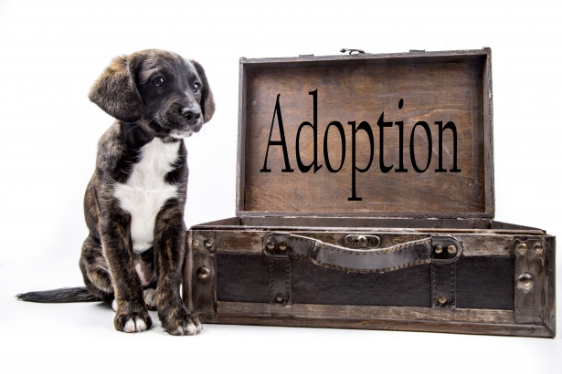 The Complete Guide to Adopting a Dog