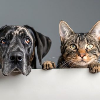 How Does Pet Insurance Actually Work?