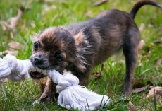 Helping Your Teething Puppy (And Protecting Your Home!)