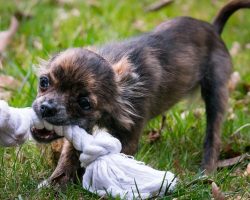 Helping Your Teething Puppy (And Protecting Your Home!)