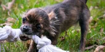 Helping Your Teething Puppy (And Protecting Your Home!)