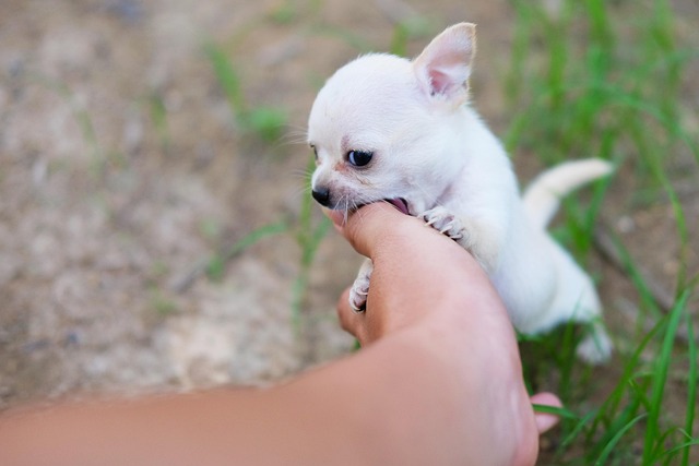 How to Teach Your Puppy to Stop Nipping (Without Stress or Scolding)