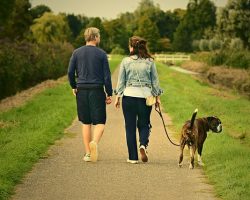 How Many Walks Does Your Dog Really Need Each Day?