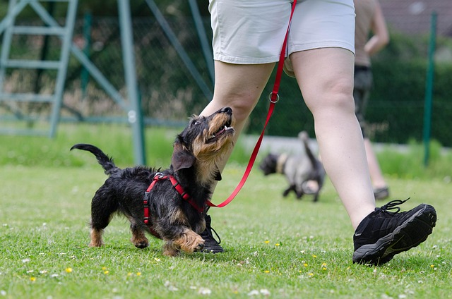 What Exactly Is Professional Dog Training?