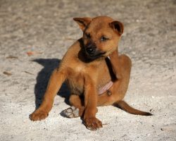 Dog Allergies Explained: What Every Dog Parent Should Know & How To Treat Them