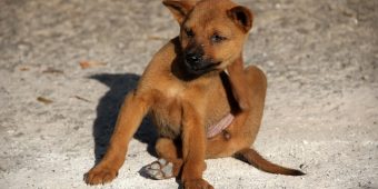 Dog Allergies Explained: What Every Dog Parent Should Know & How To Treat Them