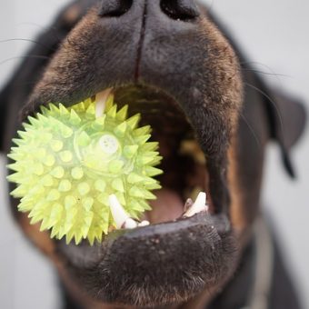 How To Stop Your Dog From Eating Their Toys