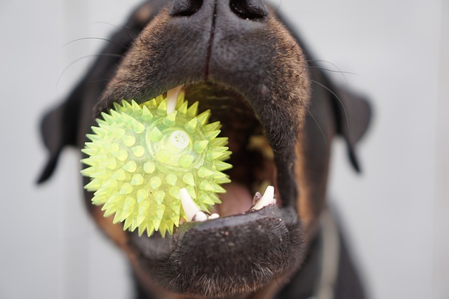 How To Stop Your Dog From Eating Their Toys