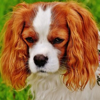 7 Subtle Signs Your Dog May Be Hurting
