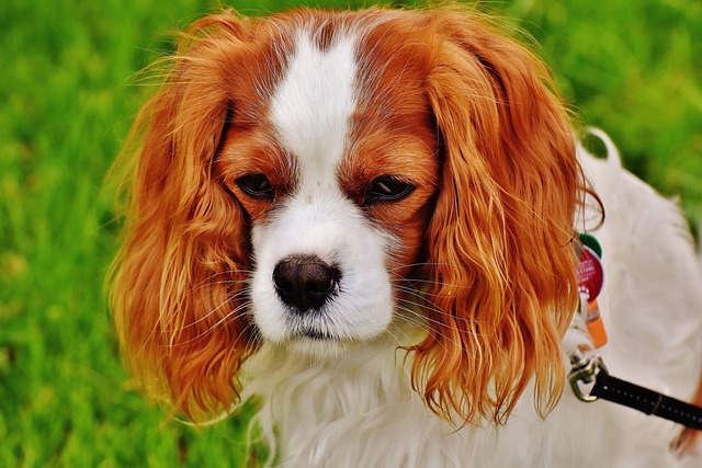 7 Subtle Signs Your Dog May Be Hurting