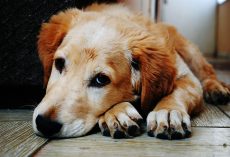 Dog Poisoning Symptoms: How To Tell If Your Pup Ate Something Dangerous