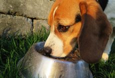 The Best Dog Foods for Senior Pups