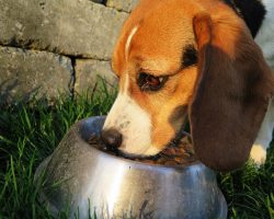 The Best Dog Foods for Senior Pups