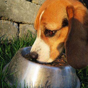 The Best Dog Foods for Senior Pups