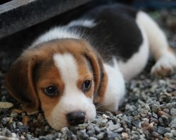 When Do Puppies Stop Growing?