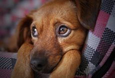 Cushing’s Disease in Dogs: Signs, Causes & Care