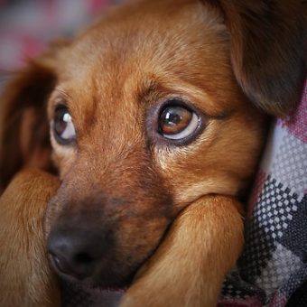 Cushing’s Disease in Dogs: Signs, Causes & Care