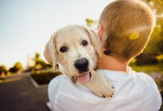 Why Spaying or Neutering Your Dog Is One of the Best Decisions You Can Make