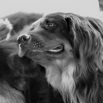 Atopic Dermatitis in Dogs: What It Is and How You Can Help