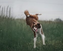 How To Calm Down a Dog Who Seriously Needs to Chill