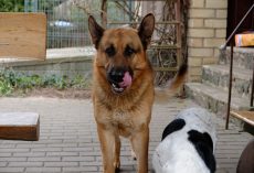 Why Do Dogs Eat Poop And How Can You Stop Them?