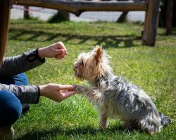 The Complete Guide to Dog Training: Everything You Need to Know