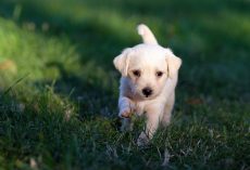 The Beginner’s Guide to Training Your Puppy: A Step-By-Step Plan for Success