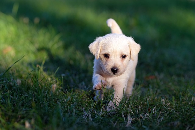 The Beginner’s Guide to Training Your Puppy: A Step-By-Step Plan for Success