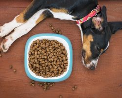 What Should I Feed My Dog If He Has a Sensitive Stomach?