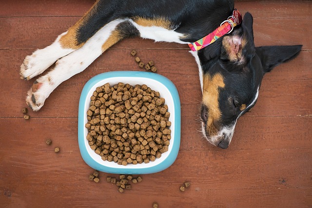 What Should I Feed My Dog If He Has a Sensitive Stomach?