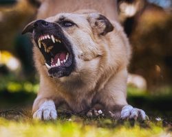 How to Prevent and Manage Aggressive Behavior in Dogs
