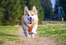 5 Top Dog Harnesses for Every Kind of Pup