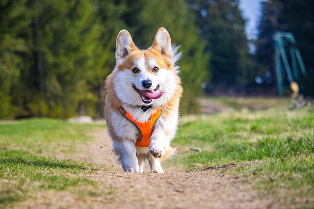 5 Top Dog Harnesses for Every Kind of Pup