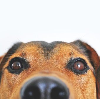 6 Common “Bad” Dog Behaviors — And How to Fix Them with Kind, Effective Training