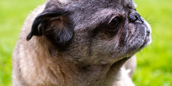 Your Complete Guide to Dog Pain Relief: How to Spot Pain and What Really Helps