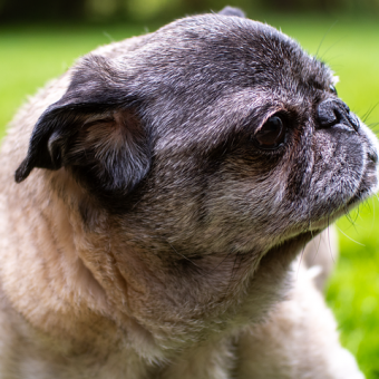 Your Complete Guide to Dog Pain Relief: How to Spot Pain and What Really Helps