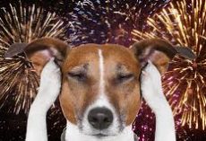 Fireworks & Your Dog: 10 Vet-Backed Ways to Help Your Pup Stay Calm