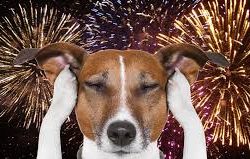 Fireworks & Your Dog: 10 Vet-Backed Ways to Help Your Pup Stay Calm