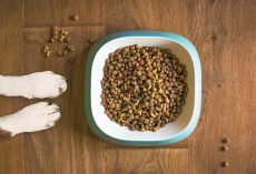 The 8 Best Weight-Loss Dog Foods to Help Your Pup Get Healthy
