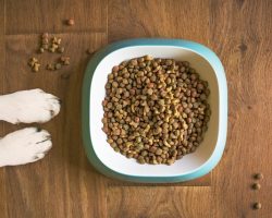 The 8 Best Weight-Loss Dog Foods to Help Your Pup Get Healthy