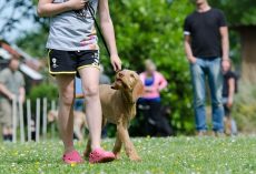 10 Essential Dog Training Tools Professional Trainers Swear By